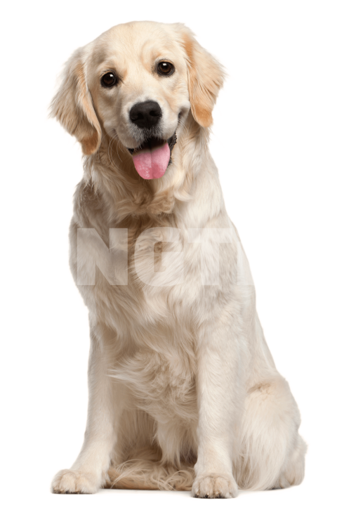 Dog grooming Puppy Cat  Pet, White dog, adult yellow Labrador retriever, white, animals png